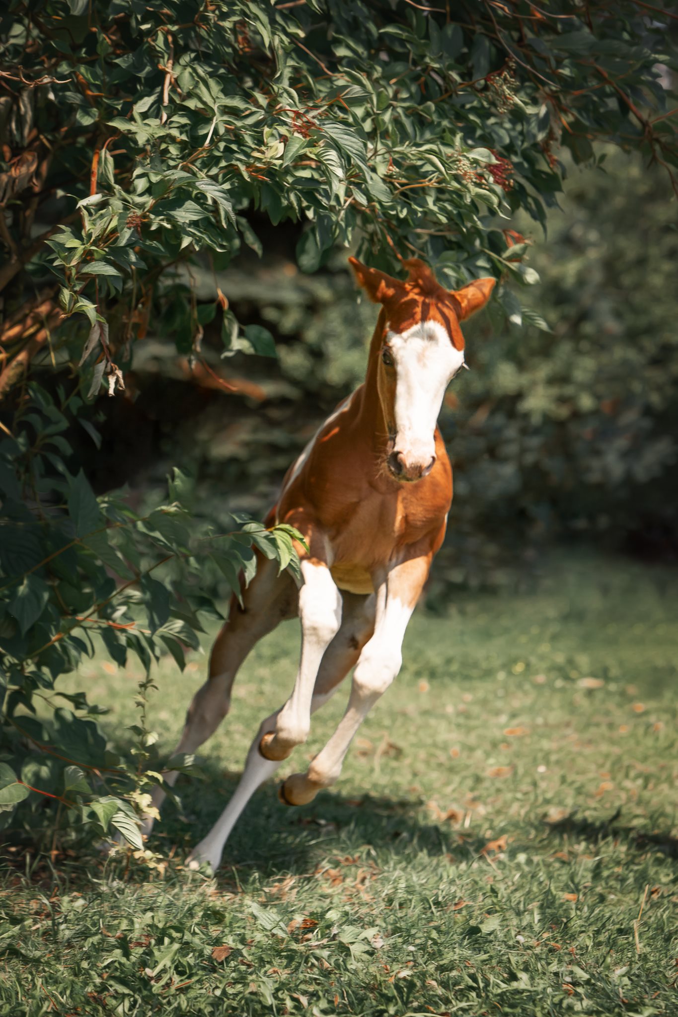 Foal Photo by Steffi Mertz Photography